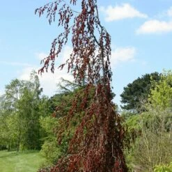 Buk Pospolity Black Swan