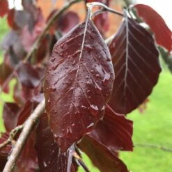 Buk Pospolity Black Swan (obw. 4-6 Cm)