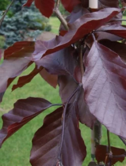 Buk Pospolity Zwyczajny Purpurea