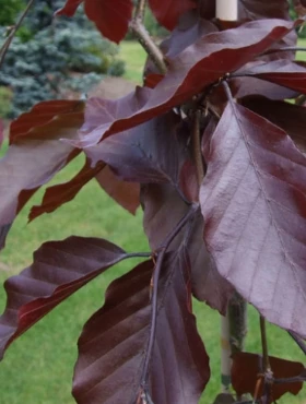 Buk Pospolity Zwyczajny Purpurea