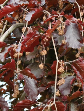 Buk Pospolity Zwyczajny Purpurea - obrazek 2
