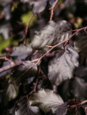 Buk Pospolity Zwyczajny Purpurea - obrazek 3