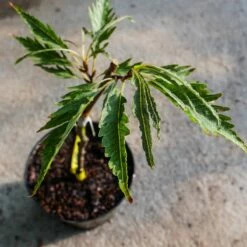 Buk Zwyczajny Incisa