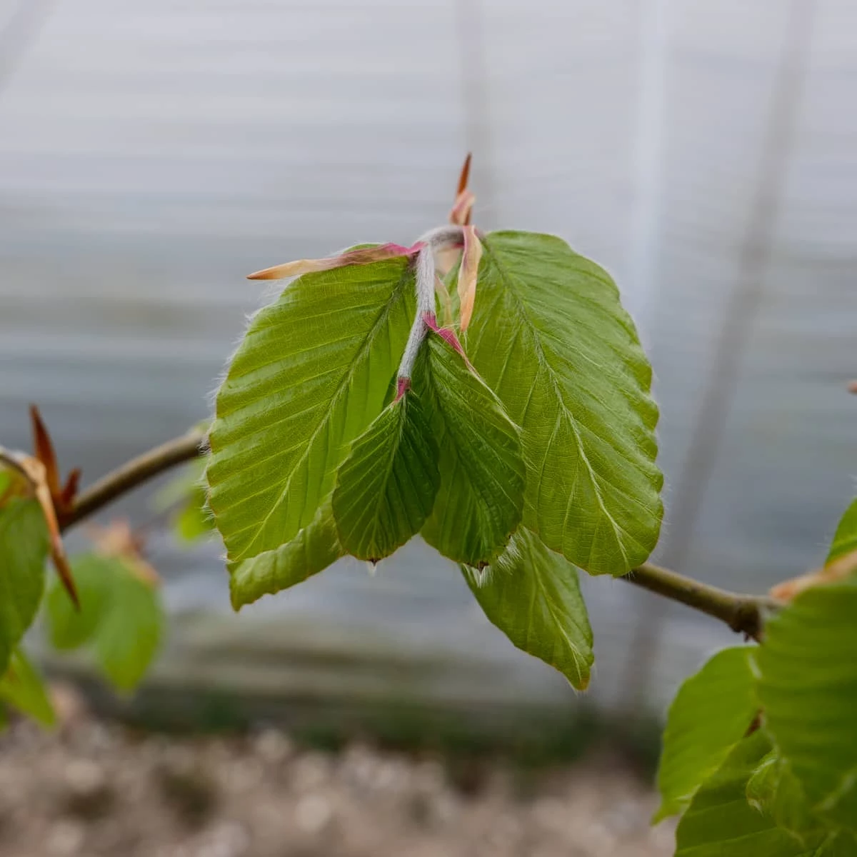 Buk Zwyczajny W Pojemniku Aleje Parki Żywopłoty Pospolity - obrazek 2