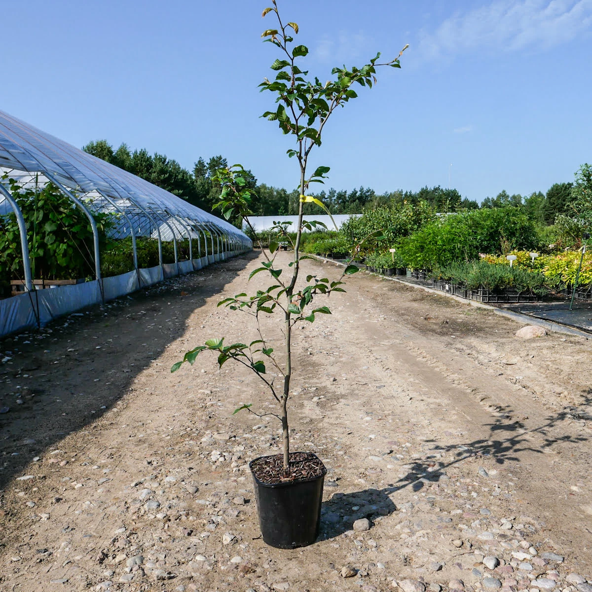 Buk Zwyczajny W Pojemniku Aleje Parki Żywopłoty Pospolity - obrazek 5