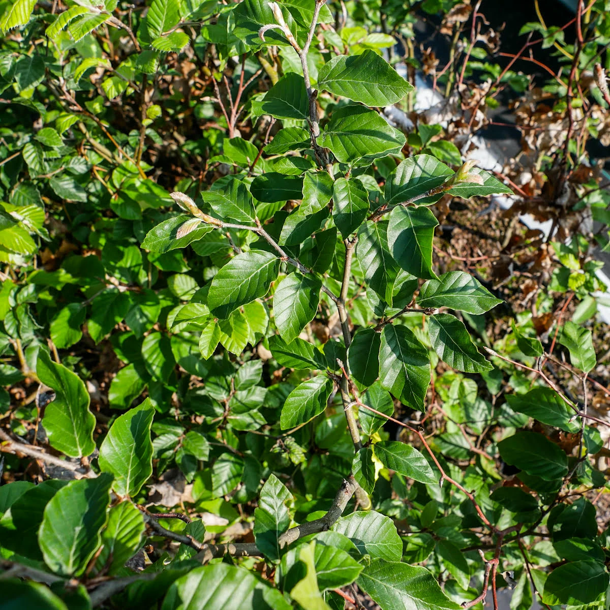 Buk Zwyczajny W Pojemniku Aleje Parki Żywopłoty Pospolity - obrazek 3