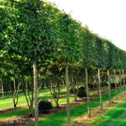 Buk Zwyczajny W Pojemniku Aleje Parki 呕ywop艂oty Pospolity