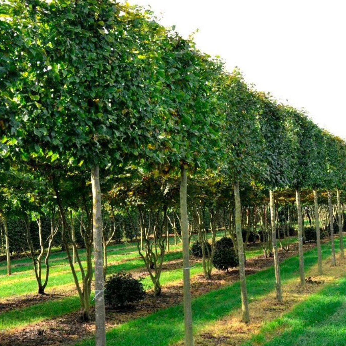 Buk Zwyczajny W Pojemniku Aleje Parki Żywopłoty Pospolity