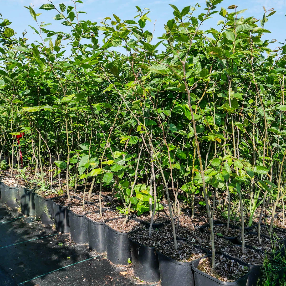 Buk Zwyczajny W Pojemniku Aleje Parki Żywopłoty Pospolity - obrazek 4