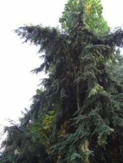 Choina Kanadyjska 'Fantana'