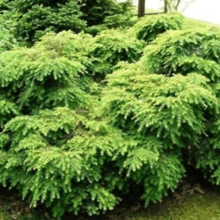 Choina Kanadyjska Jeddeloh (C2)