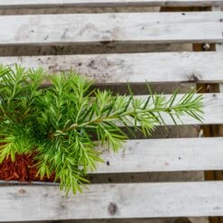 Choina Kanadyjska P9