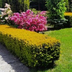 Cis Japo艅ski Aurescens