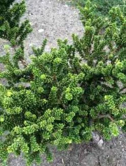 Cis Pospolity 'Amersfoort'