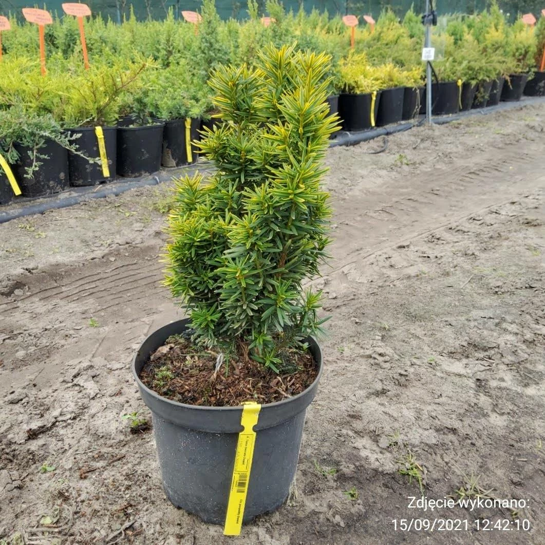 Cis Pospolity Dawid - obrazek 3