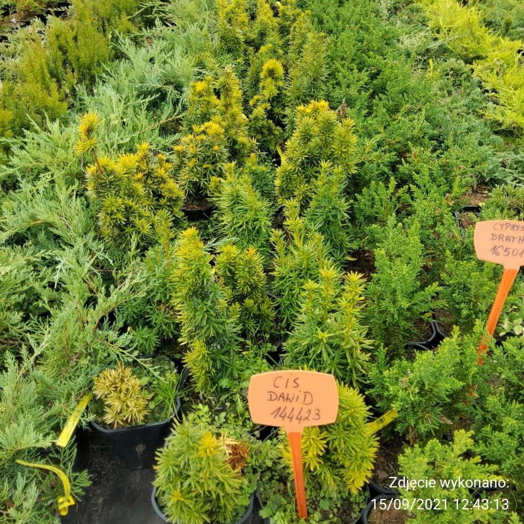 Cis Pospolity Dawid - obrazek 4