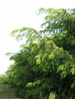 Cis Pospolity 'Dovastoniana'