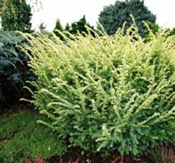 Cis Pospolity Elegantissima