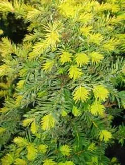 Cis Pospolity 'Ellegantissima'