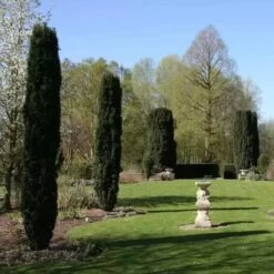 Cis Pospolity Fastrigiata Robusta