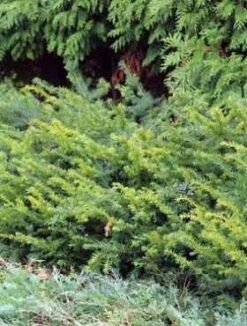 Cis Pospolity 'Goud Elsje'