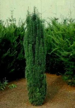 Cis Pospolity Robusta (C2)