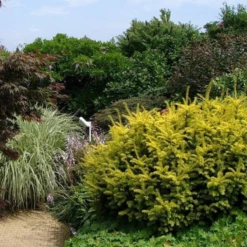 Cis Pospolity Summergold