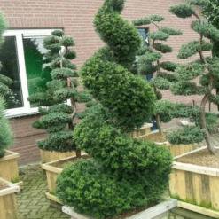 Cis Pospolity Doniczka