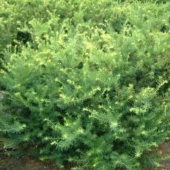 Cis Po艣redni Fairview (C2)