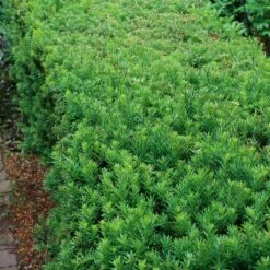 Cis Po艣redni Farmen