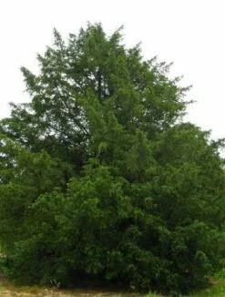 Cis Po艣redni Groenland