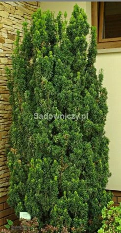 Cis Po艣redni Hatfieldi