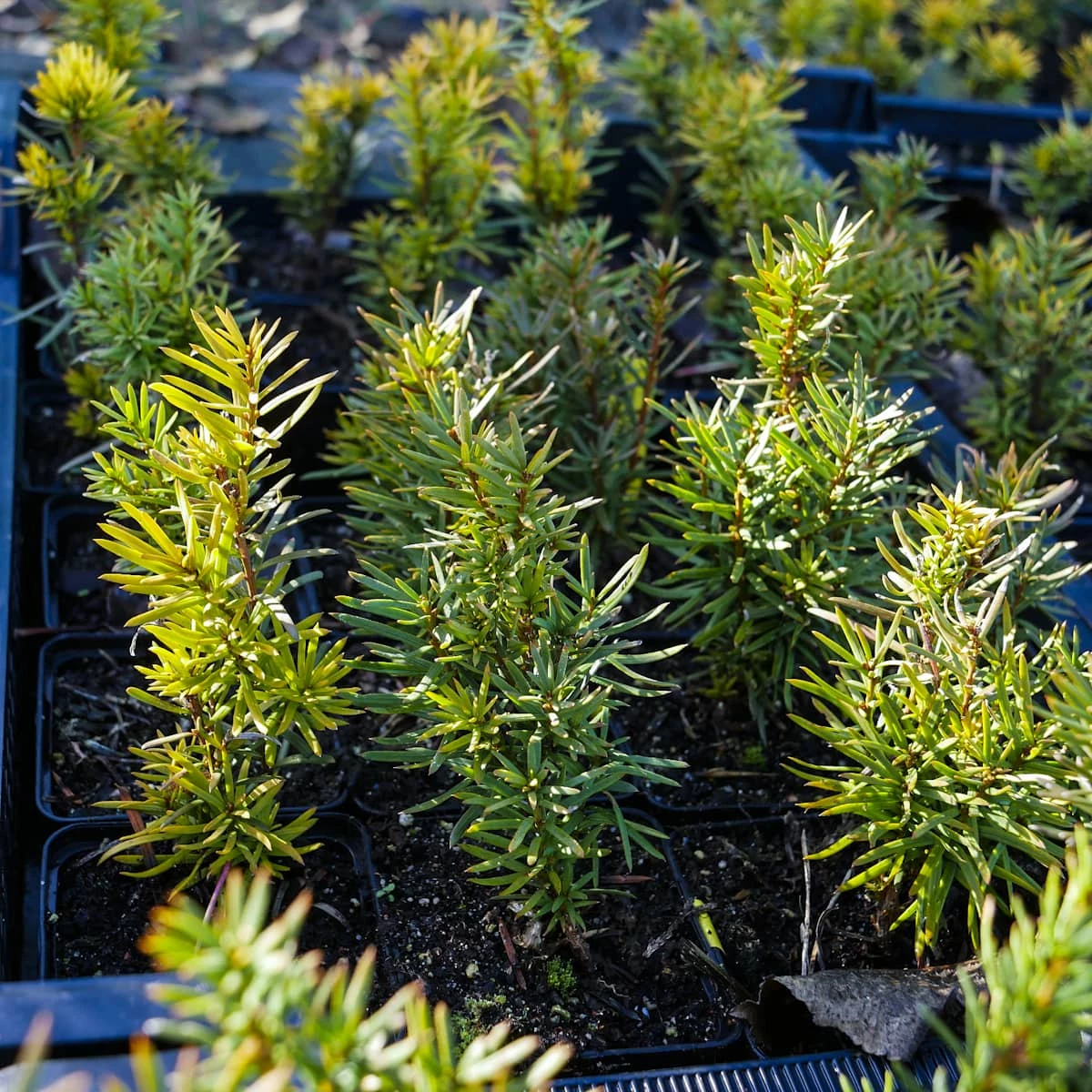 Cis Pośredni Hicksii (C2) - obrazek 4