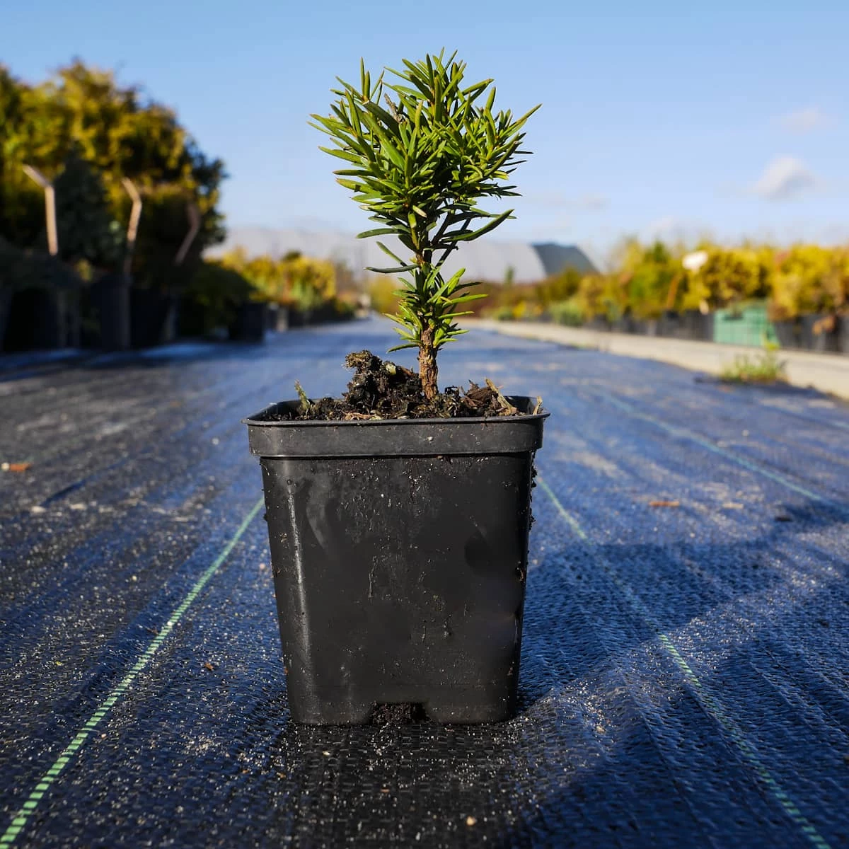 Cis Pośredni Hicksii (C2) - obrazek 3