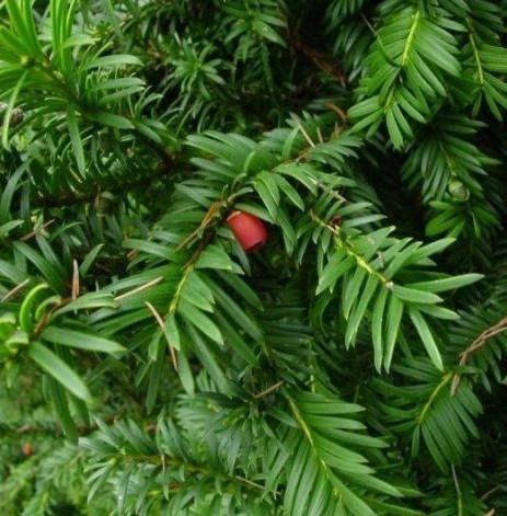 Cis Pośredni Hicksii (C2) - obrazek 2