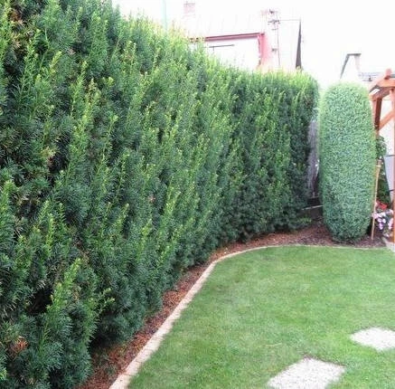 Cis Pośredni Hicksii (C2)