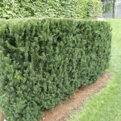 Cis Po艣redni Hillii