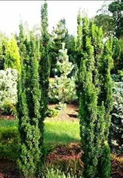 Cis Po艣redni Wojtek