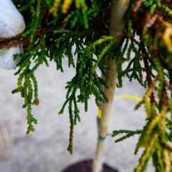 Cyprysik Getti Szczepiony Pa50cm