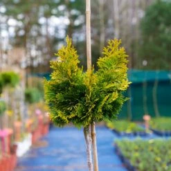 Cyprysik Gracilis Szczepiony Pa 60cm