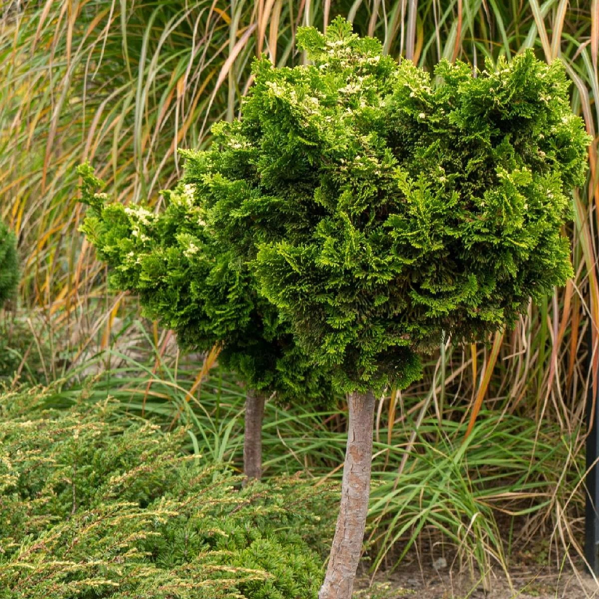 Cyprysik Nana Gracilis Szczepiony Pa60