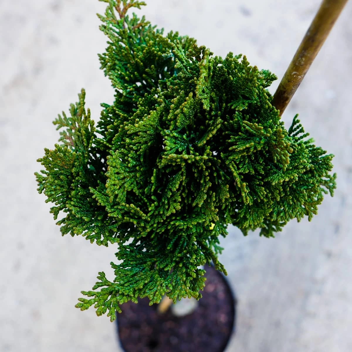 Cyprysik Nana Gracilis Szczepiony Pa60 - obrazek 2