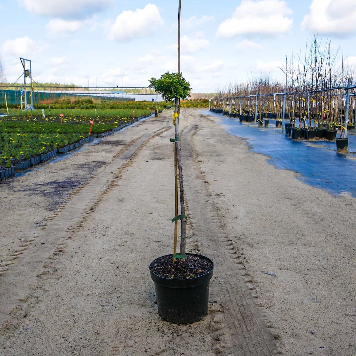 Cyprysik Nana Gracilis Szczepiony Pa60 - obrazek 3