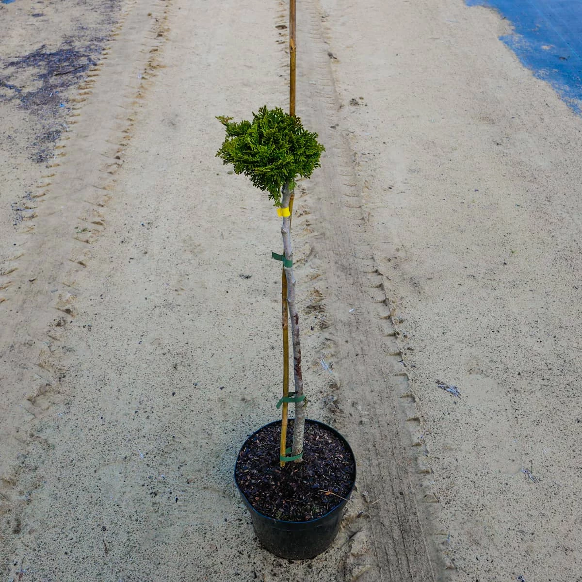 Cyprysik Nana Gracilis Szczepiony Pa60 - obrazek 5