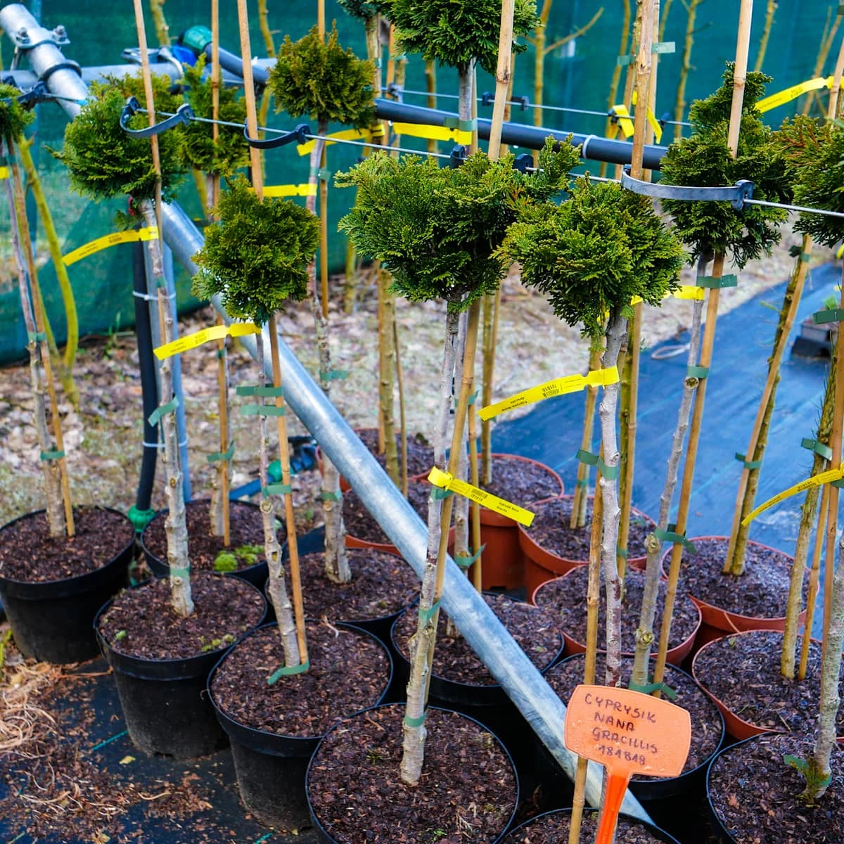 Cyprysik Nana Gracilis Szczepiony Pa60 - obrazek 4