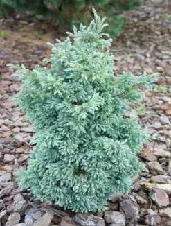 Cyprysik Groszkowy Baby Blue (C2)