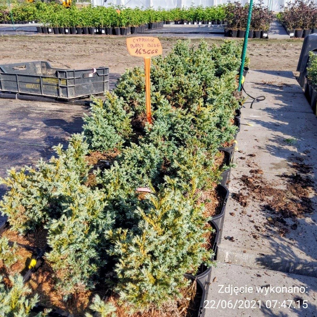Cyprysik Groszkowy Baby Blue (C2) - obrazek 4