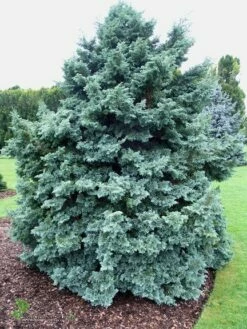 Cyprysik Groszkowy Boulevard - Puszysty(C2)