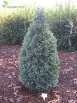 Cyprysik Groszkowy Dwarf Blue