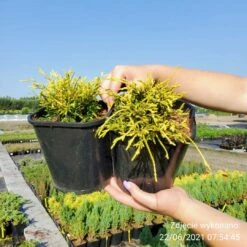 Cyprysik Groszkowy Filifera